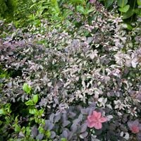 product-compare-60747182