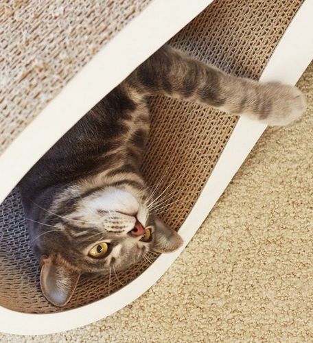 MyKotty Drapak Lui biały na Arena.pl