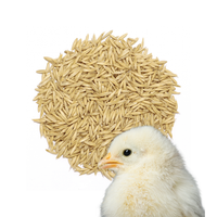 Owies Naturalny Pełnoziarnisty dodatek do mieszanek dla ptaków – 1 kg