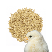 Owies Naturalny Pełnoziarnisty dodatek do mieszanek dla ptaków – 1 kg