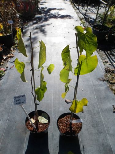 Judaszowiec kanadyjski Ruby Atkinson 60-80cm 5L na Arena.pl