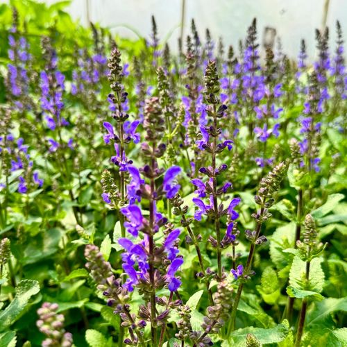 Szałwia omszona Niebieska 'Noble Knight' (Salvia nemorosa) W Doniczce 1.0L na Arena.pl