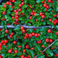 Irga szwedzka 'Skogholm' Zadarniająca (Cotoneaster suecicus) Doniczka 1.0L