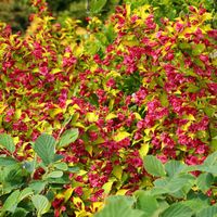 Krzewuszka BRIANT Olympiade Weigela Aurea