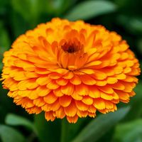 NASIONA Kwiatów Nagietek Lekarski Niski POMARAŃCZOWY 3g Kwiaty 211437