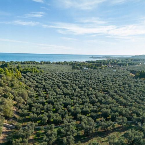 Oliwa z oliwek extra virgin Fratelli Vieste Tradicione 1l Włoska ŁAGODNA na Arena.pl