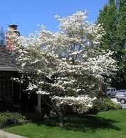 GK DEREŃ KWIECISTY FLORIDA 20-30 CM.