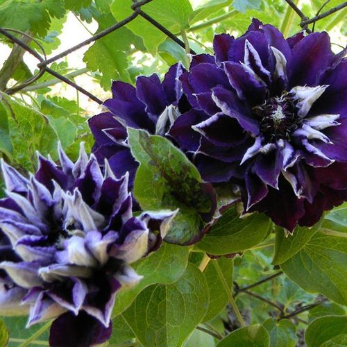 Powojnik Clematis Shin-shigyoku C2 E na Arena.pl