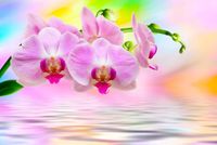 FOTOTAPETA KWIATY STORCZYK WODA DEKORACJA