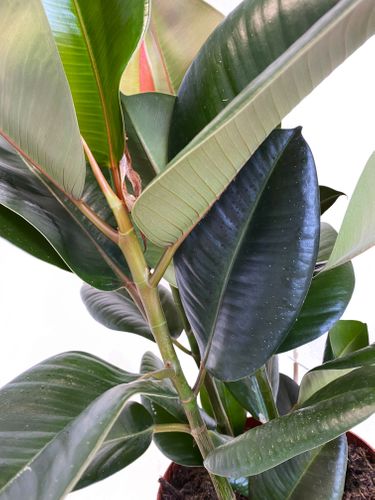 FIKUS ELASTIKA Ficus Elastica 60 cm na Arena.pl