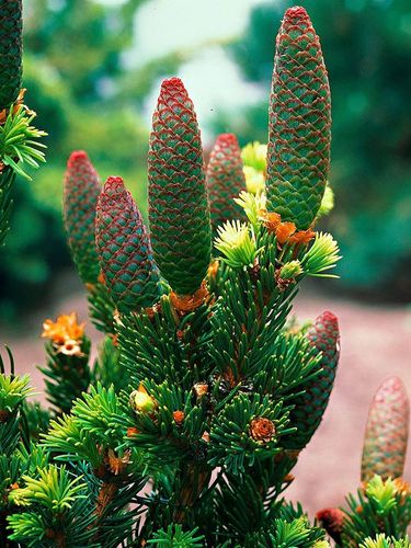 Świerk Lucky Strike P9 na Arena.pl