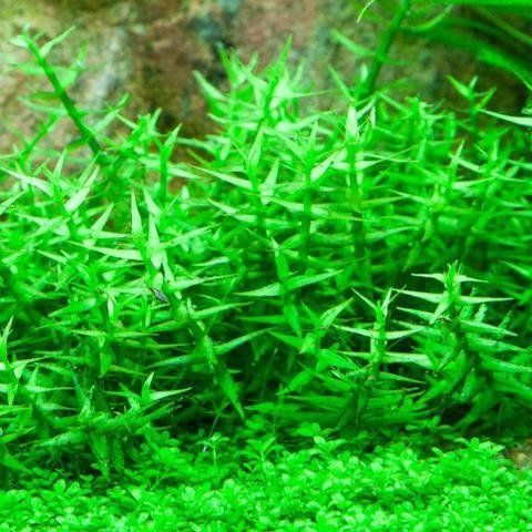 Gratiola Viscidula Kubek 5cm Piękna in vitro zdjęcie 1