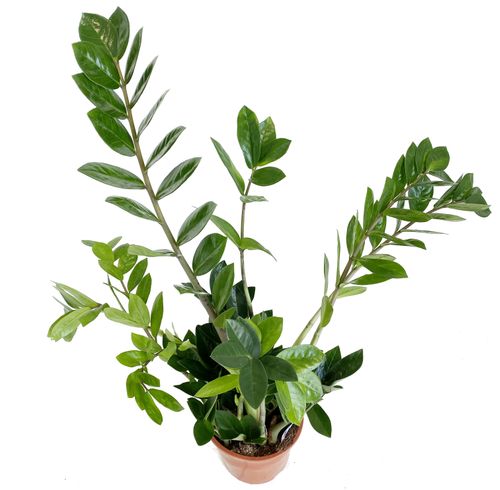 ZAMIOKULKAS (ZAMIOCULCAS) 70cm na Arena.pl