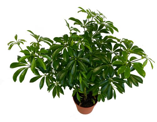 SZEFLERA LUSEANA 55 cm na Arena.pl