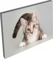 OBRAZ na płótnie zwierzęta kot pies do pokoju 120