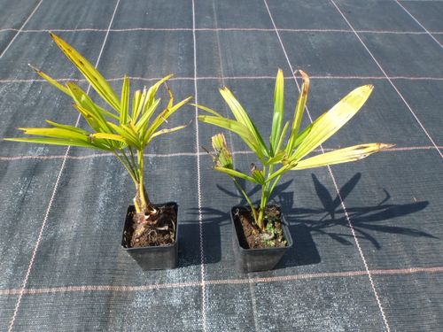 Palma mrozoodporna Trachycarpus Fortunei P7 na Arena.pl