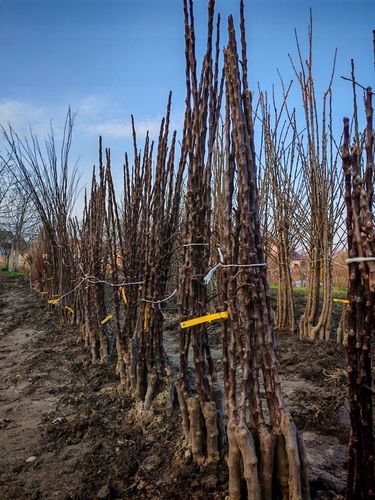 Grusza KOLUMNOWA KLAPSA FAWORYTKA – klasyczny smak w kompaktowej na Arena.pl