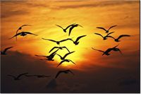 120CM 80CM OBRAZ ŚCIENNY ODLATUJĄCE PTAKI ZACH DISCHNER