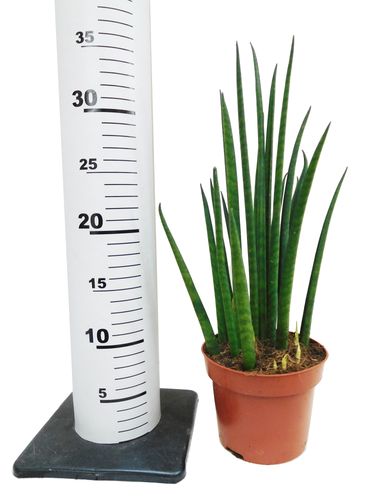 SANSEWIERIA BACULARIS MIKADO 40cm na Arena.pl