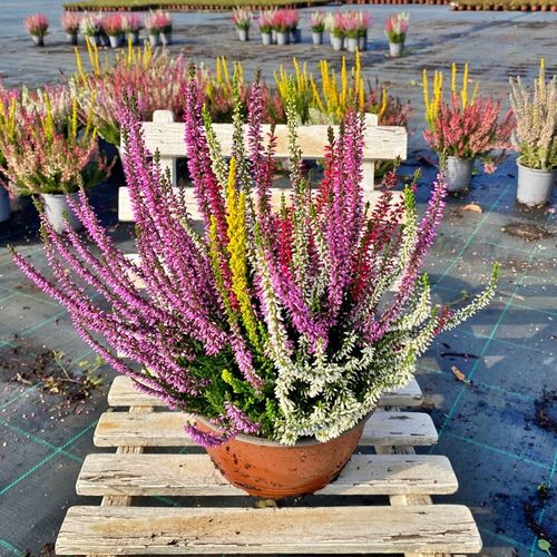 Wrzos Misa Jesienna Kompozycja Czterokolorowa Ładne Kolorowe Donice na Arena.pl