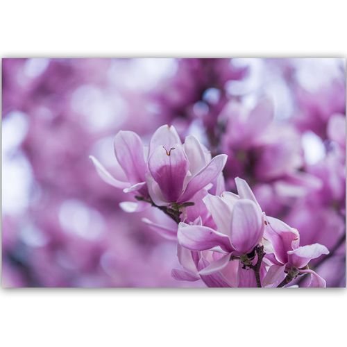 Deco Panel, Kwiaty magnolii 60x40 na Arena.pl