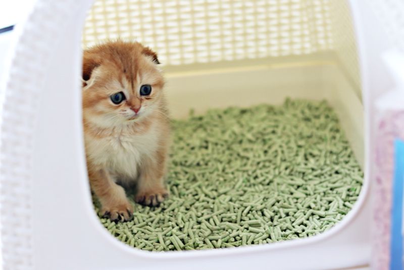 Żwirek dla kotów Leo - Zielona herbata zdjęcie 3