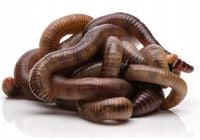 300szt Kompostowe Dżdżownice Kalifornijskie