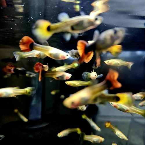 Gupik Mix samce i samice PAKIET 10 szt na Arena.pl