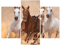 OBRAZ KONIE BIEGNĄCE GALOPEM