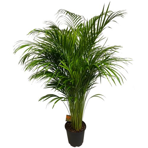 PALMA AREKA (ARECA) 150 cm na Arena.pl