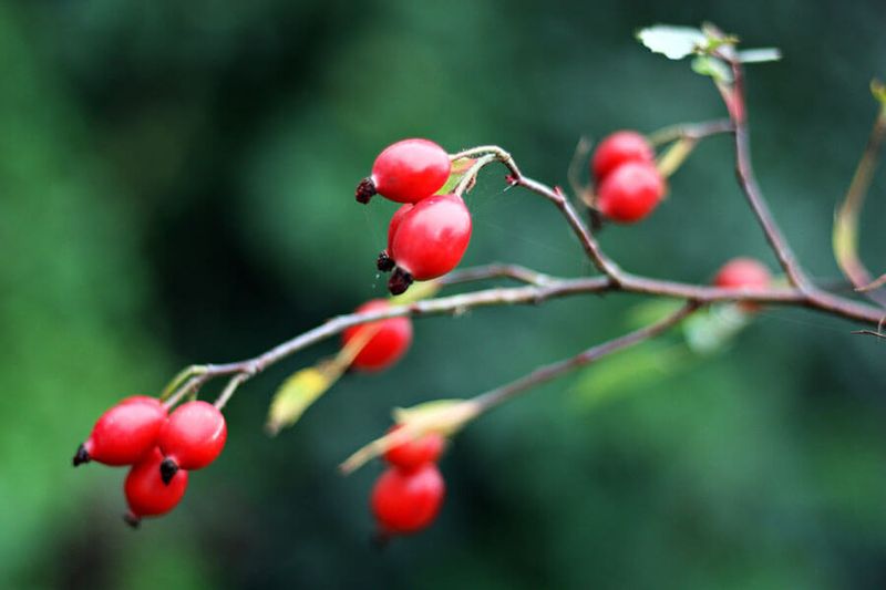 Dzikość róży - plakat premium 80x60 cm zdjęcie 1