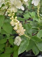 Orszelina Clea unikat zapach miododajna sadzonka