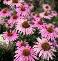 JEŻÓWKA MAGNUS Echinacea - sadzonki w doniczkach !