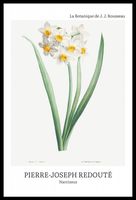 Plakat 40x60cm Design Narcissus, Redoute Vintage do Salonu