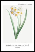 Plakat 40x60cm Design Narcissus, Redoute Vintage do Salonu