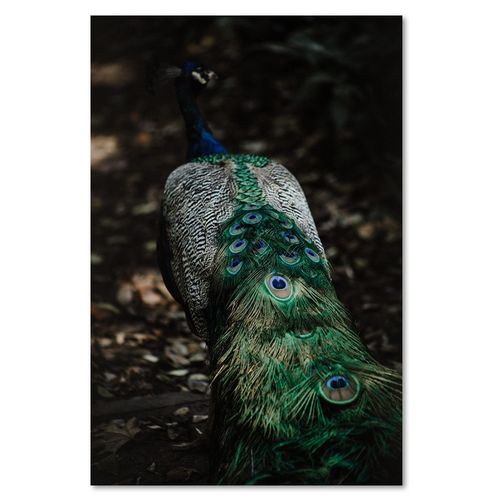 Obraz na płótnie – Canvas, pawi ogon 40x60 na Arena.pl