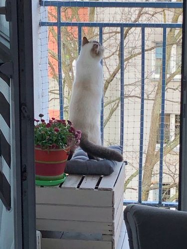 ZESTAW SIATKA NA BALKON 4x3m Z DRUCIKIEM PREMIUM DLA KOTA BEZ WIERCENIA na Arena.pl