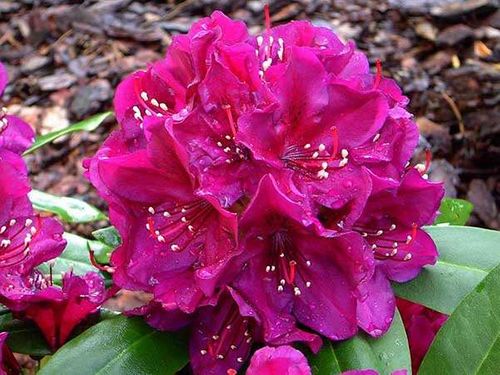 Różanecznik Polarnacht C3 E na Arena.pl