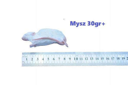 Myszy mrożone 1 Kg - 16/35g na Arena.pl