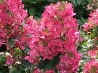 Hortensja bukietowa MAGICAL FLAME Ciemnoróżowa Sadzonki w doniczkach P9