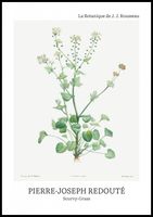 Plakat 70x100cm Design Scurvy-Grass, Redoute Vintage do Salonu