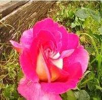 RÓŻA wielkokwiatowa różowo żółta - sadzonki 20 / 30 cm