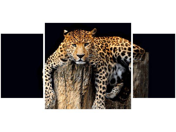 80x40cm Obraz Dziki kot lampart trój obraz dekoracja ścienna podobrazie drewniane zdjęcie 1