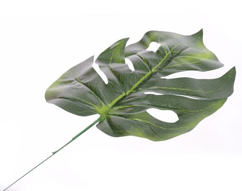 Liść filodendron na Arena.pl