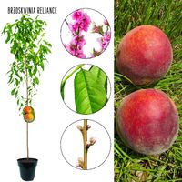 Brzoskwinia Reliance deserowe owoce do sadu 100-150 cm