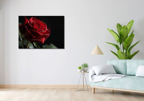 Obraz 100x70cm Róża w Półcieniu na Arena.pl