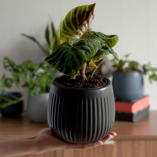 KADAX Doniczka Ceramiczna Osłonka 14cm Czarna na Arena.pl