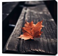 Obraz 70x70cm Pojedynczy Liść