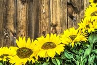 FOTOTAPETY 3d widoki kwiaty słoneczniki brzozy las