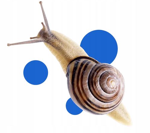 bros - snacol 3gb zwalcza ślimaki 2,1kg na Arena.pl